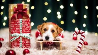christmas dog